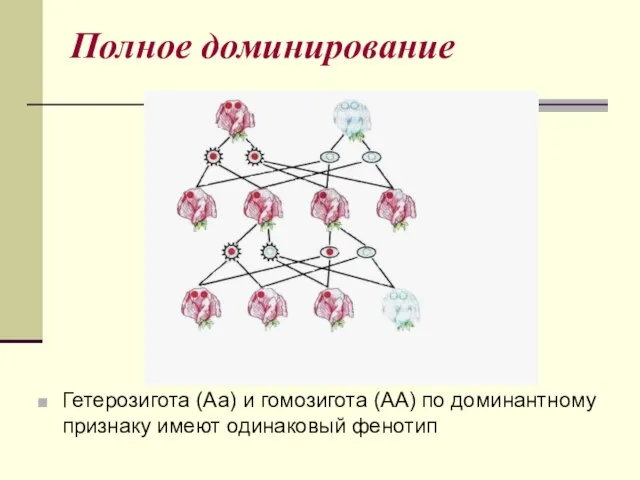 Полное доминирование Гетерозигота (Аа) и гомозигота (АА) по доминантному признаку имеют одинаковый фенотип