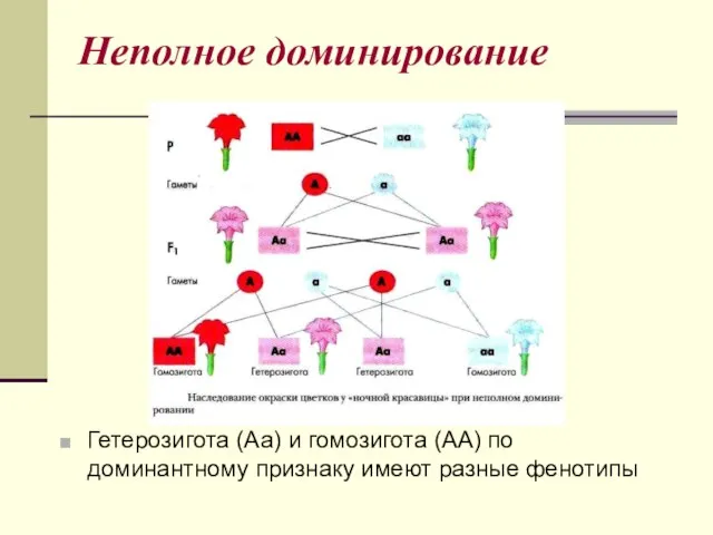 Неполное доминирование Гетерозигота (Аа) и гомозигота (АА) по доминантному признаку имеют разные фенотипы