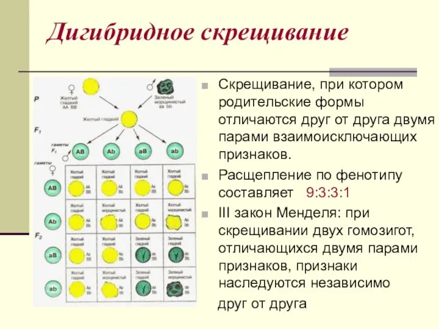 Дигибридное скрещивание Скрещивание, при котором родительские формы отличаются друг от друга двумя