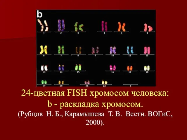 24-цветная FISH хромосом человека: b - pаскладка хромосом. (Рубцов Н. Б., Карамышева