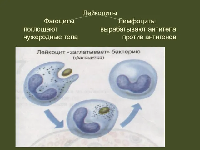 Лейкоциты Фагоциты Лимфоциты поглощают вырабатывают антитела чужеродные тела против антигенов