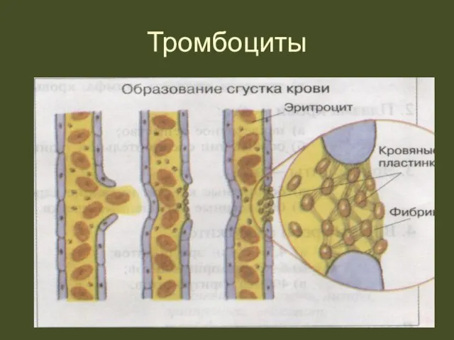 Тромбоциты