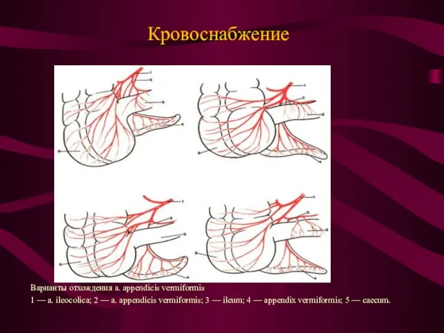 Кровоснабжение Варианты отхождения a. appendicis vermiformis 1 — a. ileocolica; 2 —