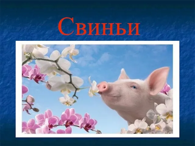 Свиньи