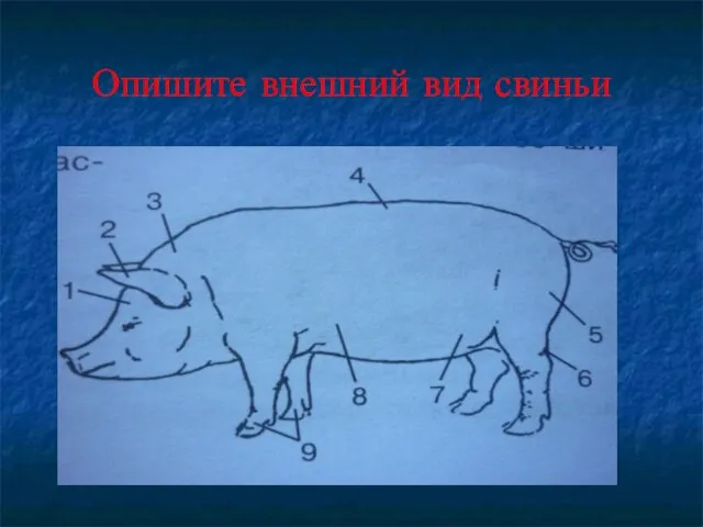 Опишите внешний вид свиньи