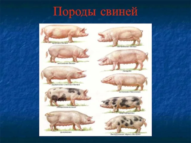 Породы свиней