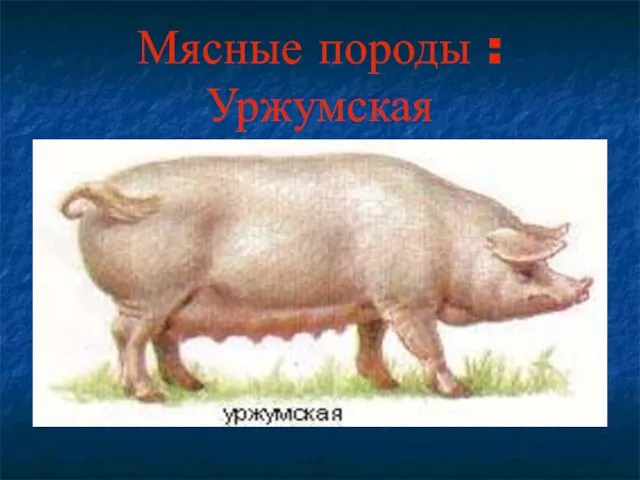 Мясные породы : Уржумская