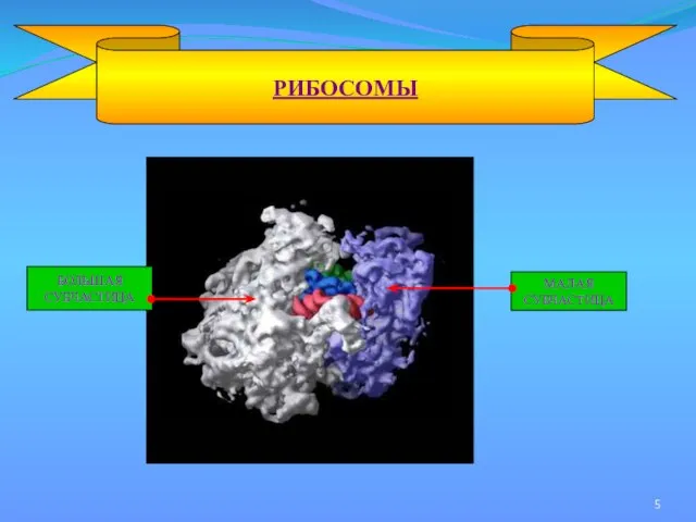 РИБОСОМЫ МАЛАЯ СУБЧАСТИЦА БОЛЬШАЯ СУБЧАСТИЦА