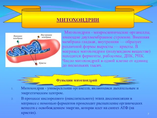 Митохондрии - микроскопические органеллы, имеющие двухмембранное строение. Внешняя мембрана гладкая, внутренняя —
