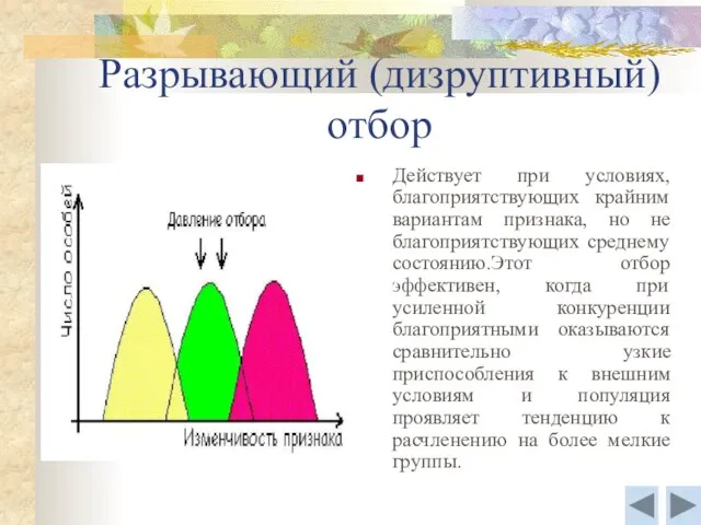 Разрывающий (дизруптивный) отбор Действует при условиях, благоприятствующих крайним вариантам признака, но не