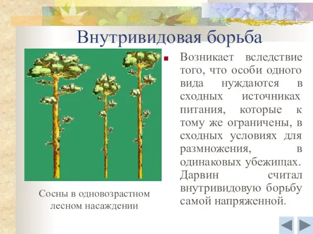 Внутривидовая борьба Возникает вследствие того, что особи одного вида нуждаются в сходных