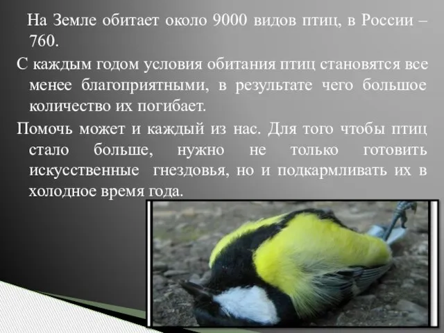 На Земле обитает около 9000 видов птиц, в России – 760. С