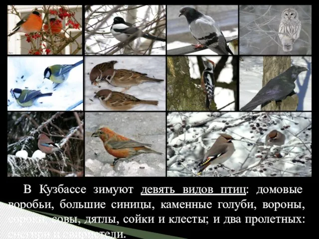 В Кузбассе зимуют девять видов птиц: домовые воробьи, большие синицы, каменные голуби,