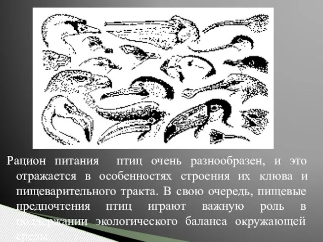 Рацион питания птиц очень разнообразен, и это отражается в особенностях строения их