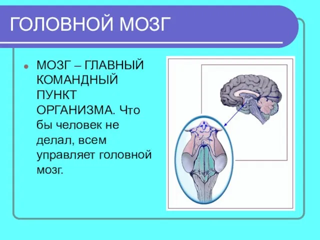 ГОЛОВНОЙ МОЗГ МОЗГ – ГЛАВНЫЙ КОМАНДНЫЙ ПУНКТ ОРГАНИЗМА. Что бы человек не