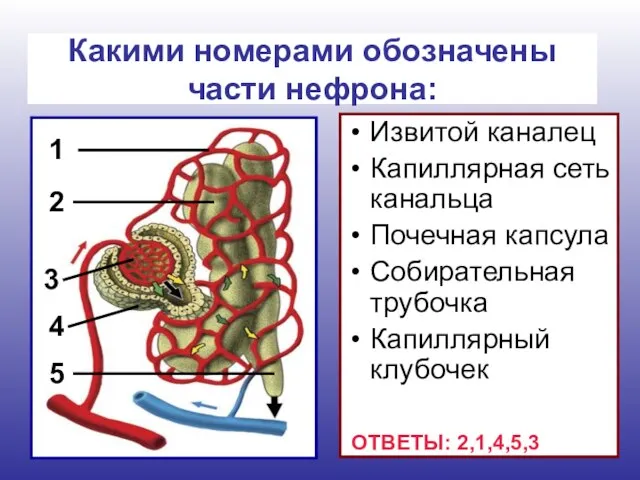 Извитой каналец Капиллярная сеть канальца Почечная капсула Собирательная трубочка Капиллярный клубочек Какими