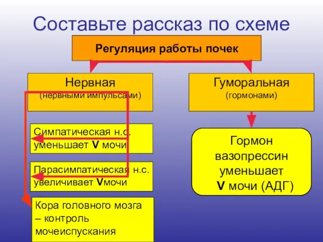 Составьте рассказ по схеме