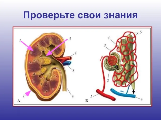 Проверьте свои знания