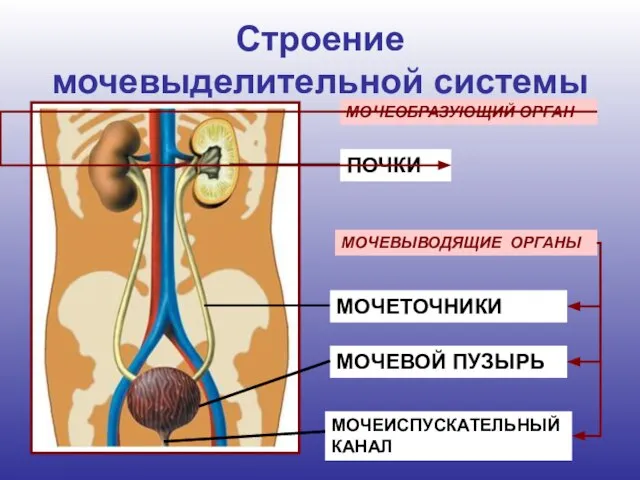 Строение мочевыделительной системы