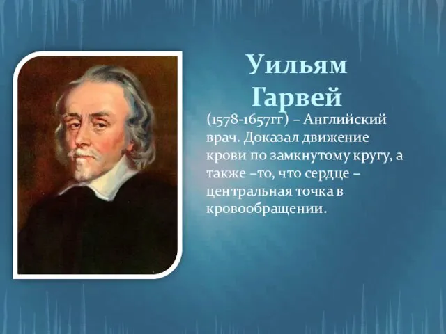 Уильям Гарвей (1578-1657гг) – Английский врач. Доказал движение крови по замкнутому кругу,