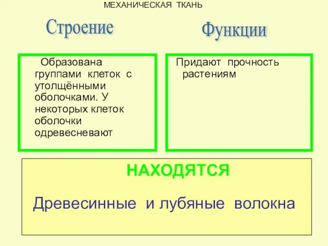 Придают прочность растениям Строение Образована группами клеток с утолщёнными оболочками. У некоторых