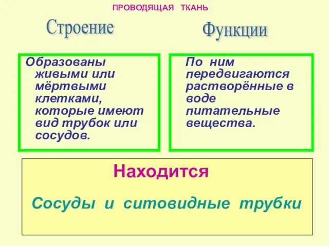 По ним передвигаются растворённые в воде питательные вещества. Строение Образованы живыми или