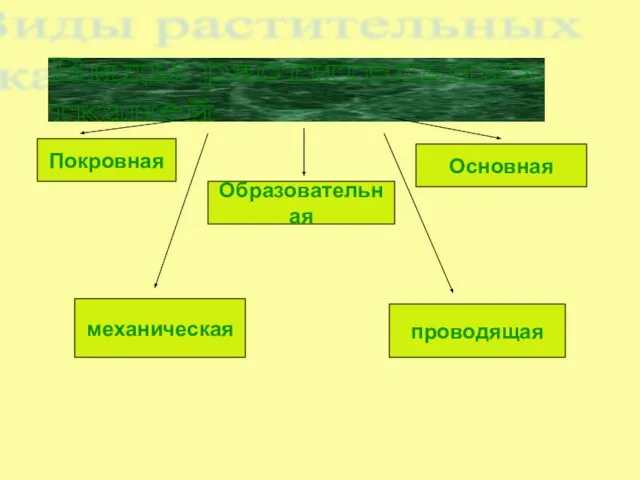 Виды растительных тканей Покровная Образовательная Основная механическая проводящая