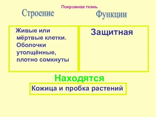 Защитная Строение Живые или мёртвые клетки. Оболочки утолщённые, плотно сомкнуты Функции Находятся