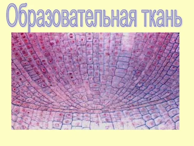 Образовательная ткань