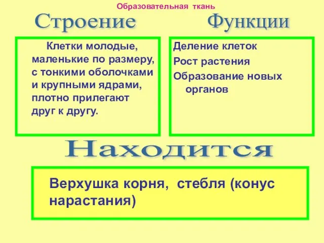 Клетки молодые, маленькие по размеру, с тонкими оболочками и крупными ядрами, плотно