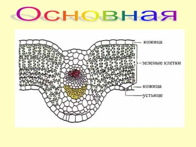 Основная