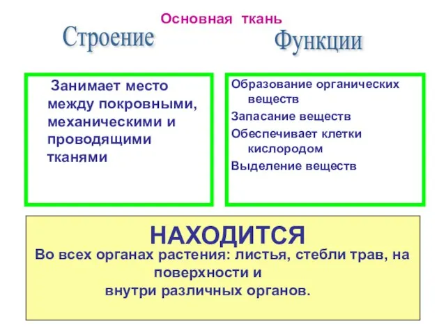 Образование органических веществ Запасание веществ Обеспечивает клетки кислородом Выделение веществ Строение Занимает