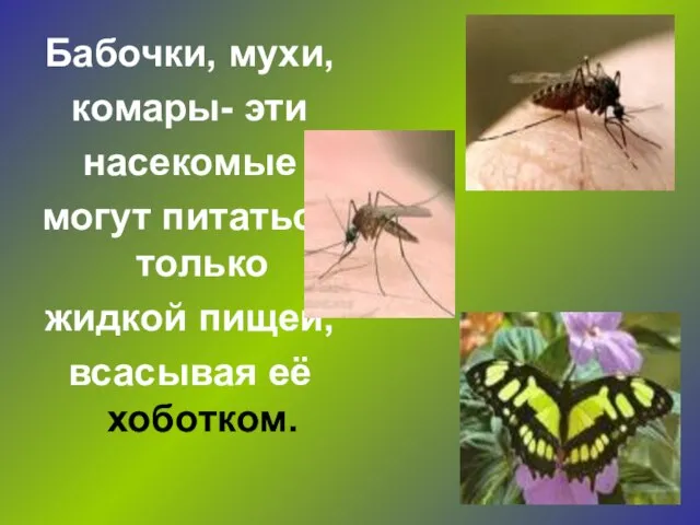 Бабочки, мухи, комары- эти насекомые могут питаться только жидкой пищей, всасывая её хоботком.