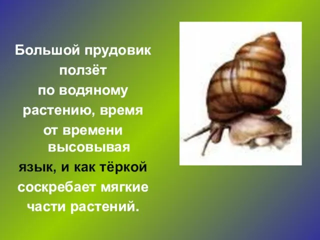 Большой прудовик ползёт по водяному растению, время от времени высовывая язык, и