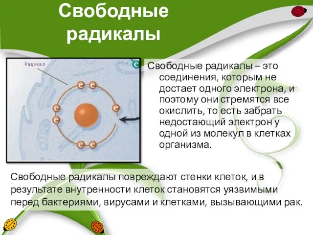 Свободные радикалы Свободные радикалы – это соединения, которым не достает одного электрона,