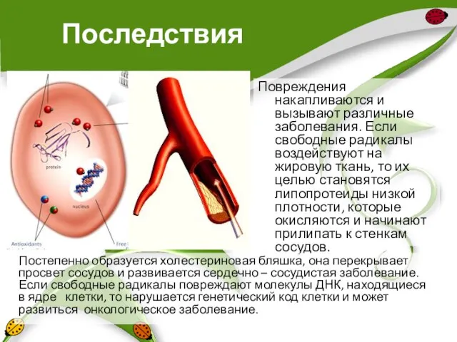 Последствия Повреждения накапливаются и вызывают различные заболевания. Если свободные радикалы воздействуют на