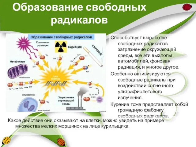 Образование свободных радикалов Способствует выработке свободных радикалов загрязнение окружающей среды, все эти