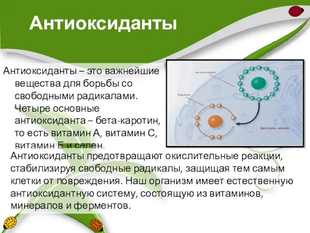 Антиоксиданты Антиоксиданты – это важнейшие вещества для борьбы со свободными радикалами. Четыре