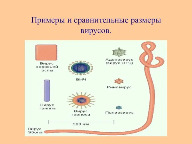 Примеры и сравнительные размеры вирусов.