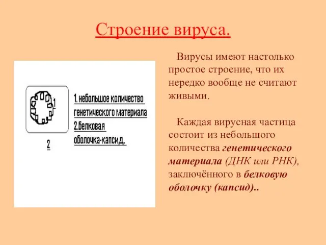 Строение вируса. Вирусы имеют настолько простое строение, что их нередко вообще не