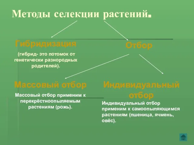 Методы селекции растений. Гибридизация (гибрид- это потомок от генетически разнородных родителей). Отбор