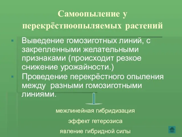 Самоопыление у перекрёстноопыляемых растений Выведение гомозиготных линий, с закрепленными желательными признаками (происходит