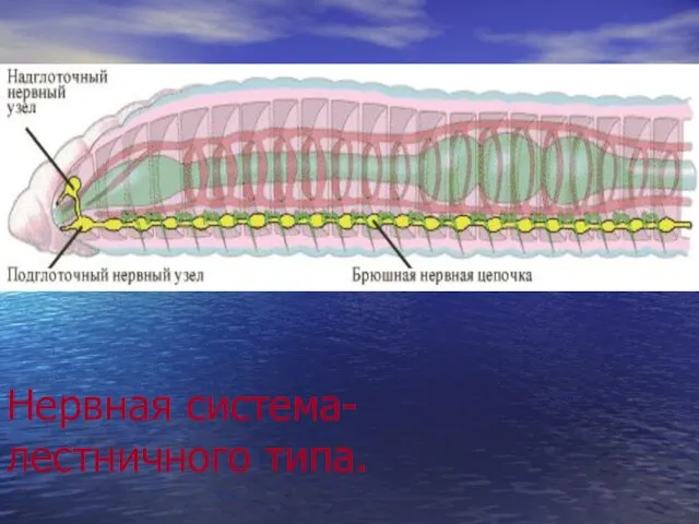 Нервная система- лестничного типа. .