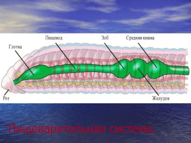 Пищеварительная система.