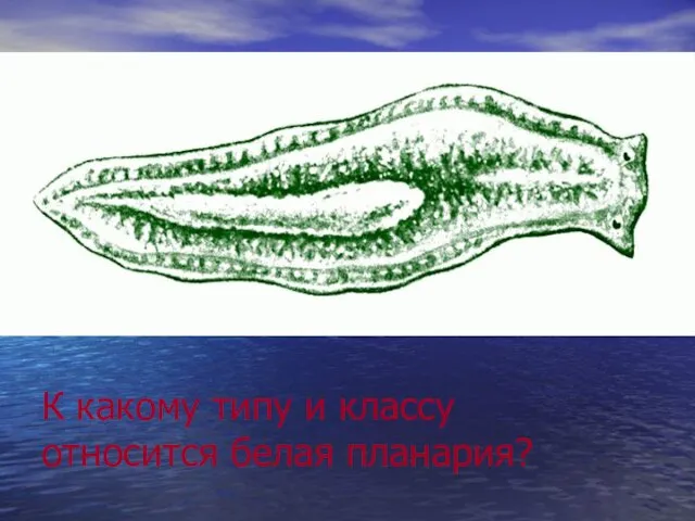 К какому типу и классу относится белая планария? .