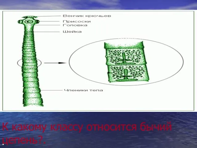 К какому классу относится бычий цепень?. . Назвать тип. Назвать тип и класс.