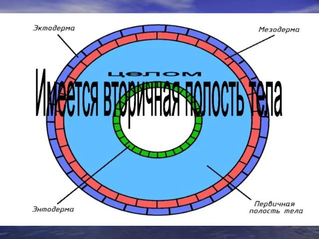 Имеется вторичная полость тела целом