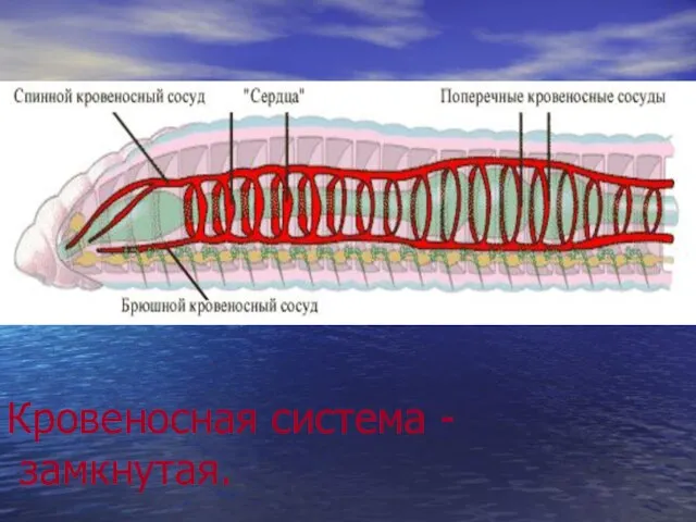 Кровеносная система - замкнутая. .