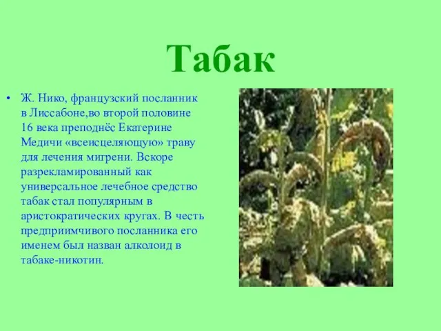 Табак Ж. Нико, французский посланник в Лиссабоне,во второй половине 16 века преподнёс