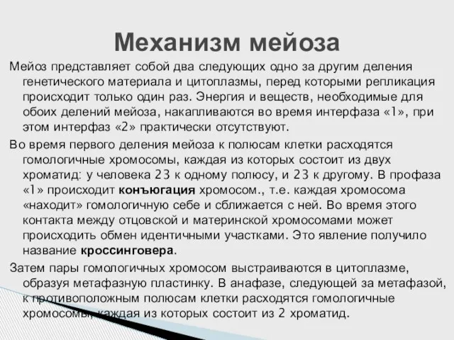 Мейоз представляет собой два следующих одно за другим деления генетического материала и